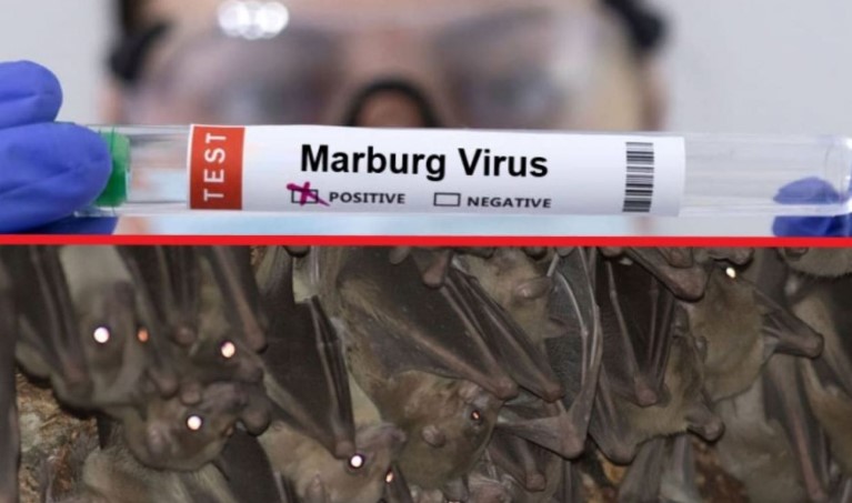 Ölüm oranı yüzde 90 tedavisi yok | Şimdi de bu çıktı: Marburg humması kabusu | DSÖ yeni salgını ilan etti 11