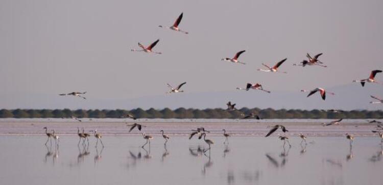 Flamingo cennetinde büyüleyen manzara 11