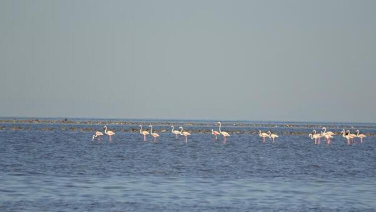 Flamingo cennetinde büyüleyen manzara 13