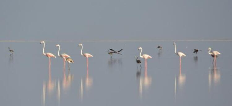 Flamingo cennetinde büyüleyen manzara 2