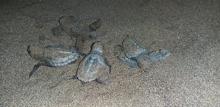 Caretta caretta yavruları mavi sularla buluşmaya başladı 1