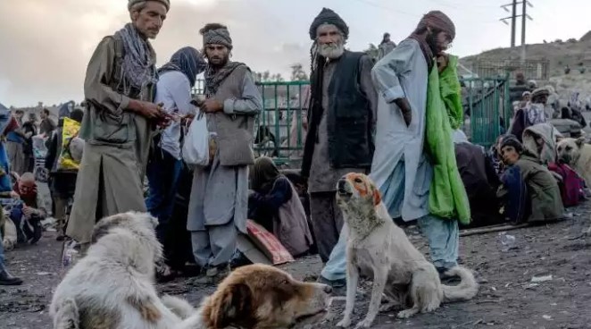 Afganistan'ın uyuşturucu bağımlısı köpekleri. Başkent sokaklarında her an uyuşturucu nedeniyle ölenlerin cesetlerini görmek mümkün 8
