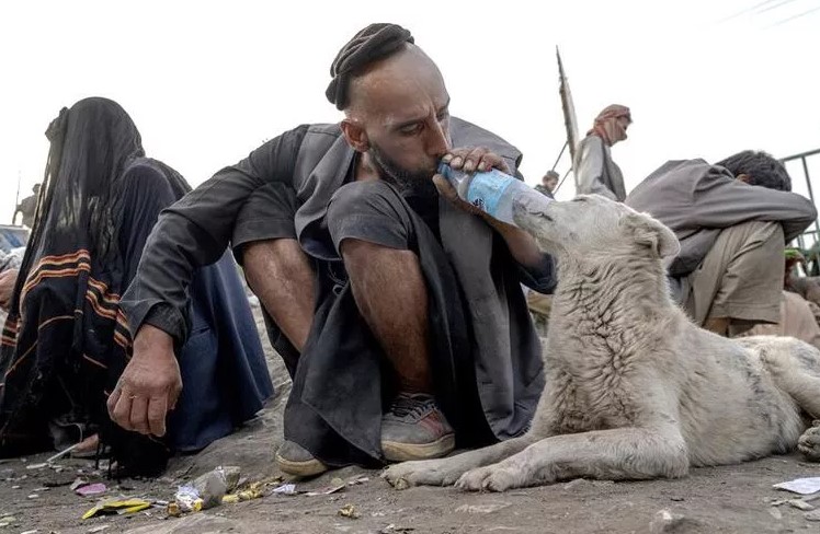 Afganistan'ın uyuşturucu bağımlısı köpekleri. Başkent sokaklarında her an uyuşturucu nedeniyle ölenlerin cesetlerini görmek mümkün 2