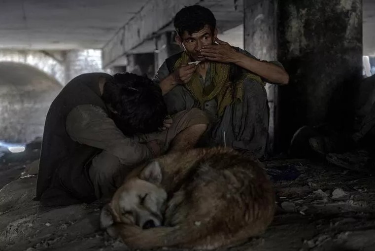 Afganistan'ın uyuşturucu bağımlısı köpekleri. Başkent sokaklarında her an uyuşturucu nedeniyle ölenlerin cesetlerini görmek mümkün 6