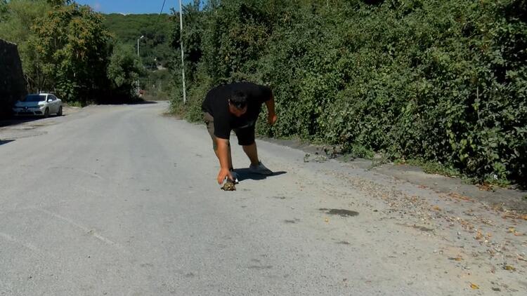 İstanbul'da bu yolları kullanın sürücüler dikkat! Kaplumbağa çıkabilir… 21