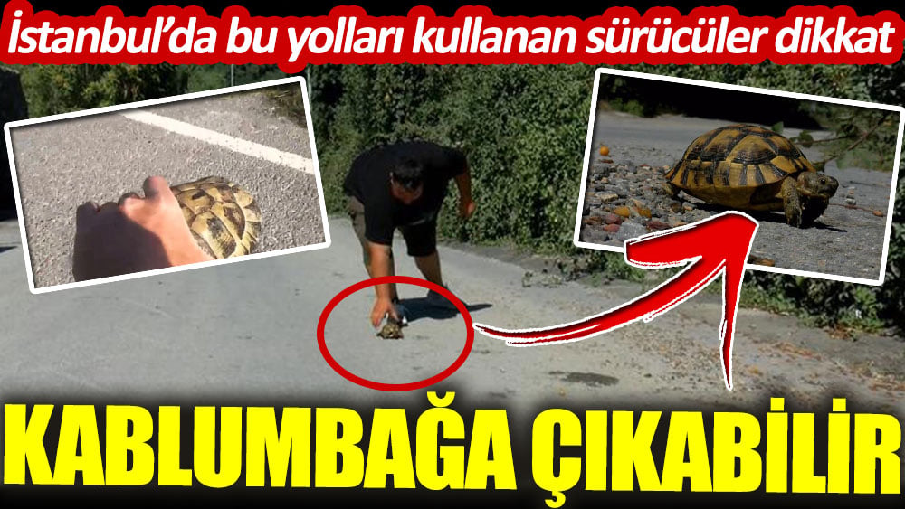 İstanbul'da bu yolları kullanın sürücüler dikkat! Kaplumbağa çıkabilir… 1