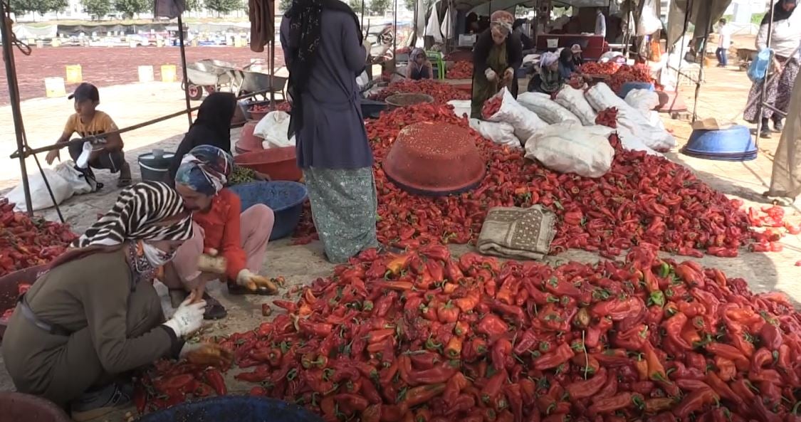 Açık hava tesisleri kuruldu. Şanlıurfa'da 'isot reçeli' sezonu başladı 7