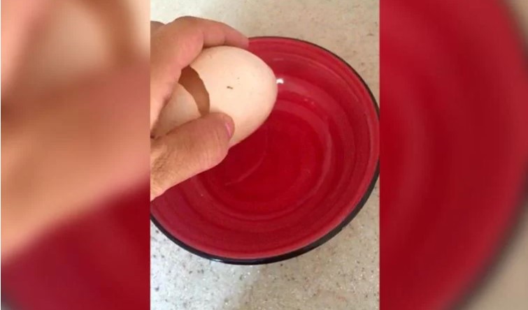 Yumurtanın içinden çıkan hayrete düşürdü 4