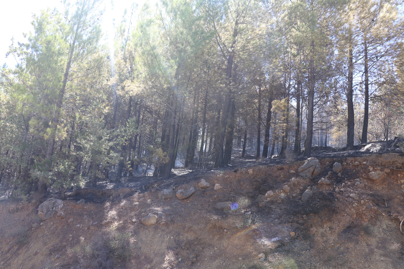 Alanya'daki orman yangını kontrol altında 15