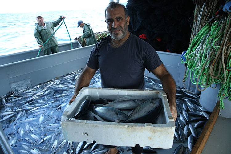 Karadenizli balıkçıların ağları palamutla doldu. Balıkçıların yüzünü palamut güldürdü 21