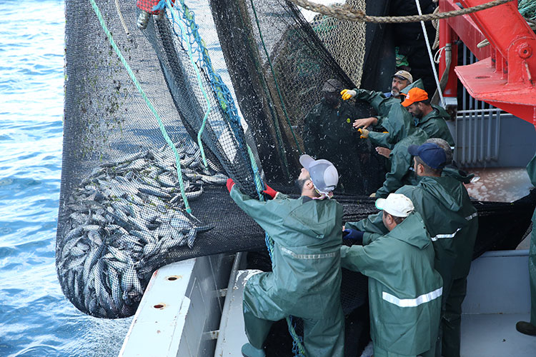 Karadenizli balıkçıların ağları palamutla doldu. Balıkçıların yüzünü palamut güldürdü 20
