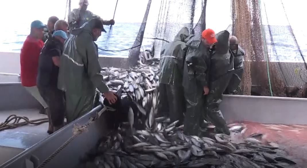 Karadenizli balıkçıların ağları palamutla doldu. Balıkçıların yüzünü palamut güldürdü 17