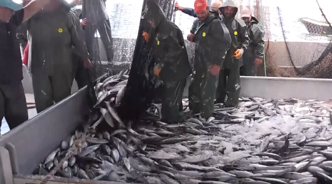 Karadenizli balıkçıların ağları palamutla doldu. Balıkçıların yüzünü palamut güldürdü 16