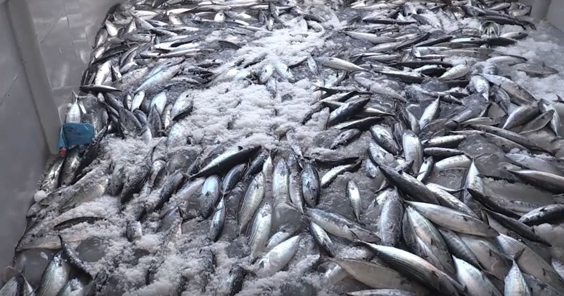 Karadenizli balıkçıların ağları palamutla doldu. Balıkçıların yüzünü palamut güldürdü 11