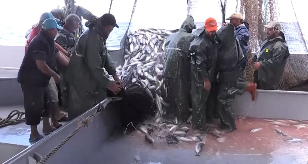 Karadenizli balıkçıların ağları palamutla doldu. Balıkçıların yüzünü palamut güldürdü 8