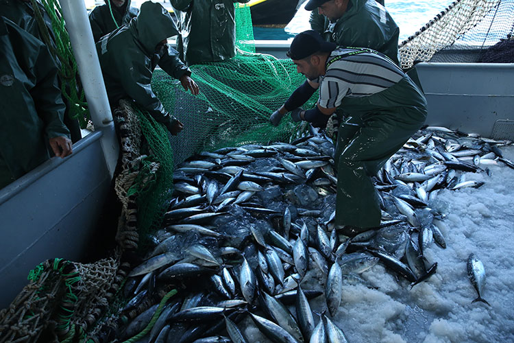 Karadenizli balıkçıların ağları palamutla doldu. Balıkçıların yüzünü palamut güldürdü 3