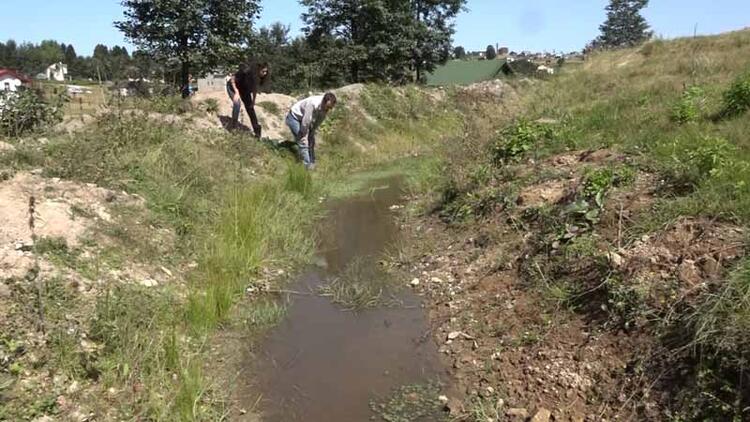 Karadeniz'de alarm! 3 türün nesli tehlikede 13