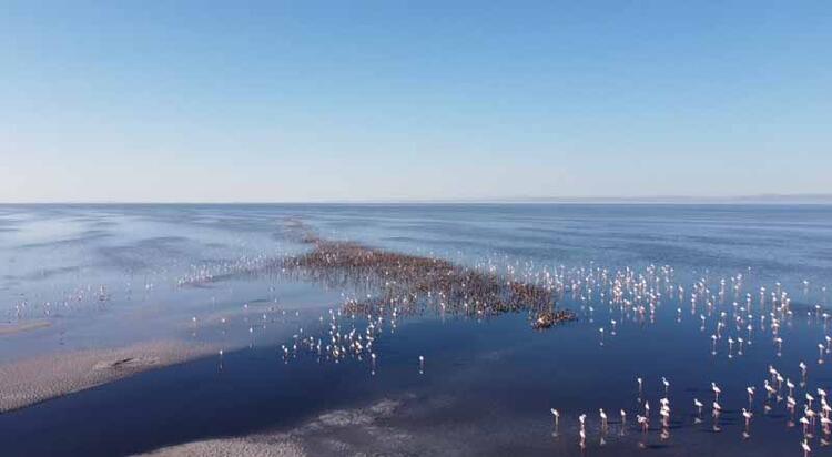 'Flamingo Cenneti' cehenneme döndü! Gören gözlerine inanamadı 6