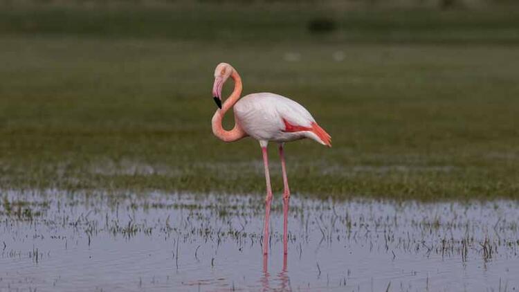 'Flamingo Cenneti' cehenneme döndü! Gören gözlerine inanamadı 1