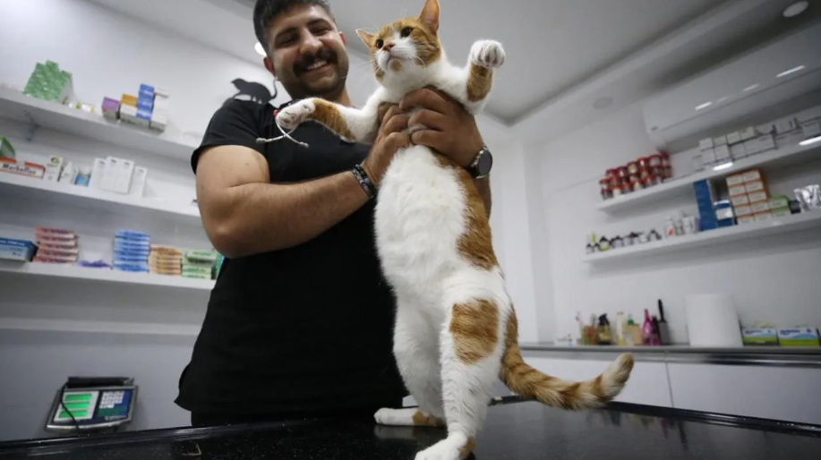 Türkiye'de bir ilk. Kedi mide botoksuyla kilo verdi 5