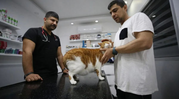 Türkiye'de bir ilk. Kedi mide botoksuyla kilo verdi 3