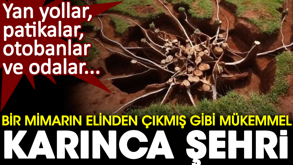 Bir mimarın elinden çıkmış gibi mükemmel karınca şehri. Yan yollar, patikalar, otobanlar ve odalar... 1