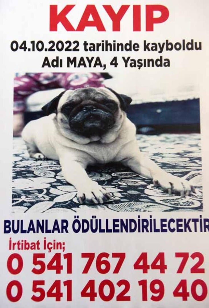 'Maya'yı bulana ödül var! 10 bin TL verecek 4