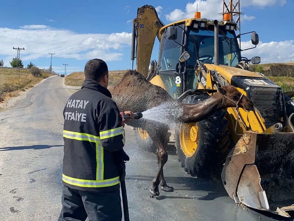 Su kanalına düşen deveyi itfaiye kurtardı 3