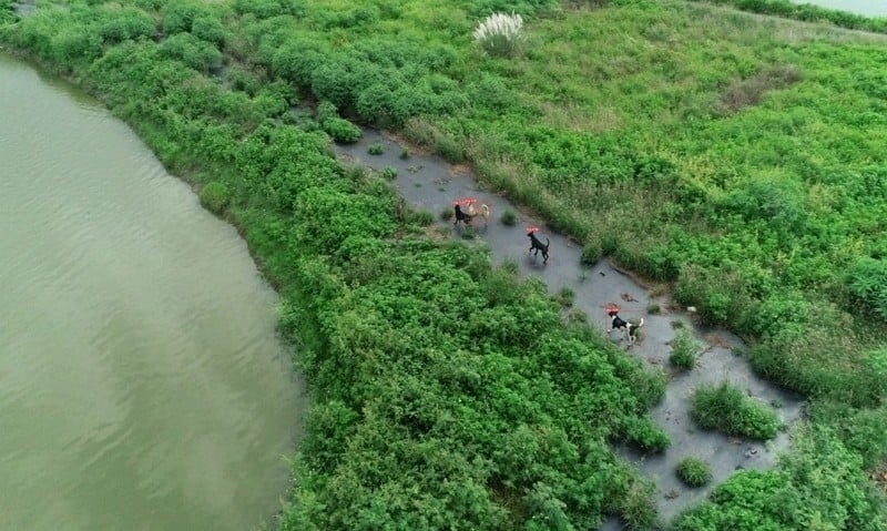 Tayvan’da sokak köpekleri sorununa dronlu çözüm 3