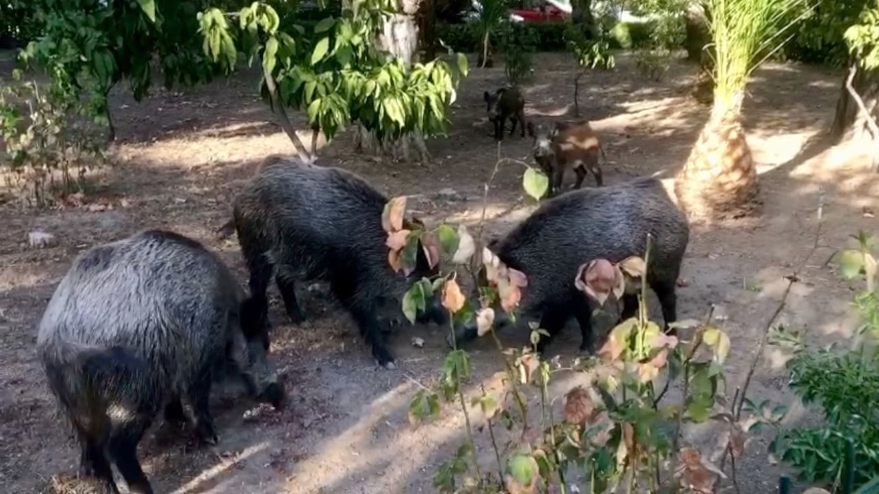 Şehir merkezine inen domuzlar görüntülendi 3