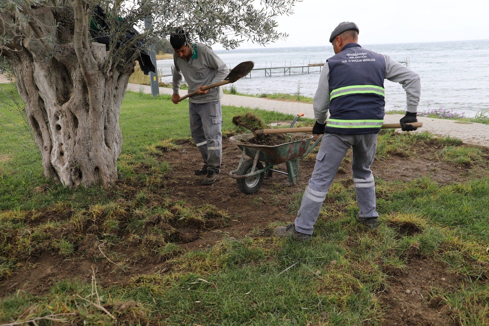 Şehir merkezine inen domuzlar görüntülendi 4