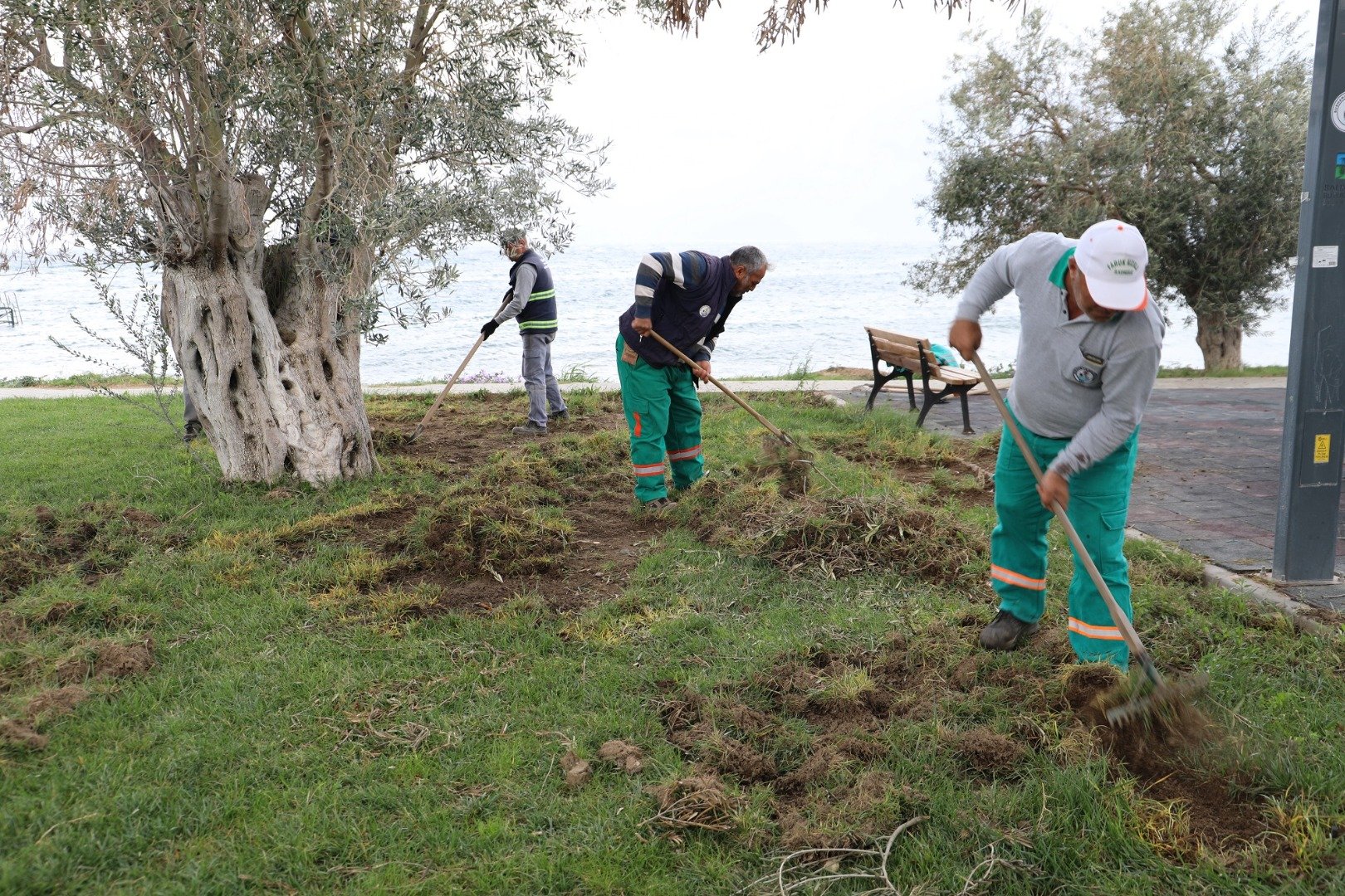 Şehir merkezine inen domuzlar görüntülendi 7