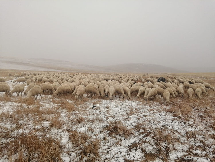 Bitlis ve Sivas'ta kar yağışı etkili oluyor 2