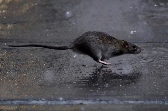 Koca şehri fareler bastı. Belediye 3 milyon lira maaşla “sıçan şefi” arıyor 1