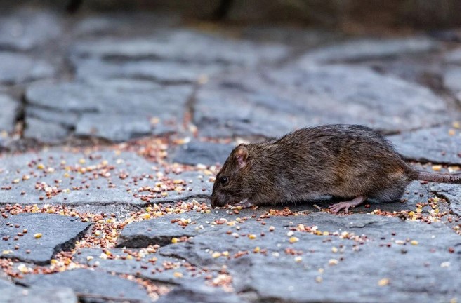 Koca şehri fareler bastı. Belediye 3 milyon lira maaşla “sıçan şefi” arıyor 5