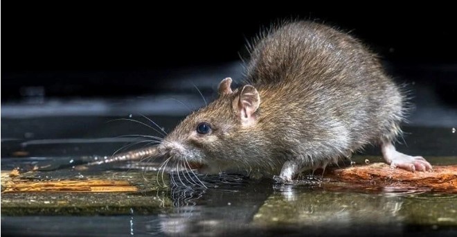 Koca şehri fareler bastı. Belediye 3 milyon lira maaşla “sıçan şefi” arıyor 6