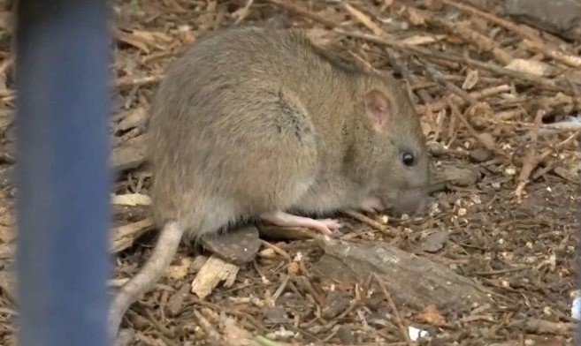 Koca şehri fareler bastı. Belediye 3 milyon lira maaşla “sıçan şefi” arıyor 7