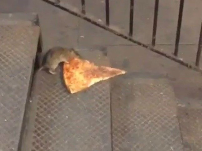 Koca şehri fareler bastı. Belediye 3 milyon lira maaşla “sıçan şefi” arıyor 8