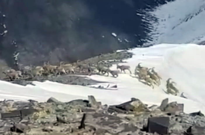 Yüksekova’da sürü halindeki dağ keçileri kameraya yansıdı 4