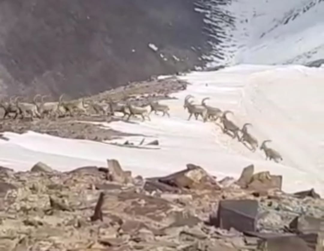 Yüksekova’da sürü halindeki dağ keçileri kameraya yansıdı 5