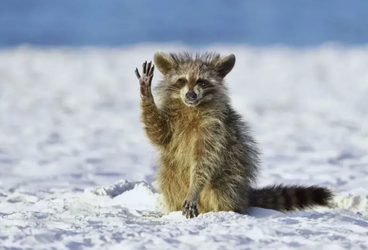 Bu yıl doğal hayatta çekilmiş en komik hayvan fotoğrafları açıklandı 4