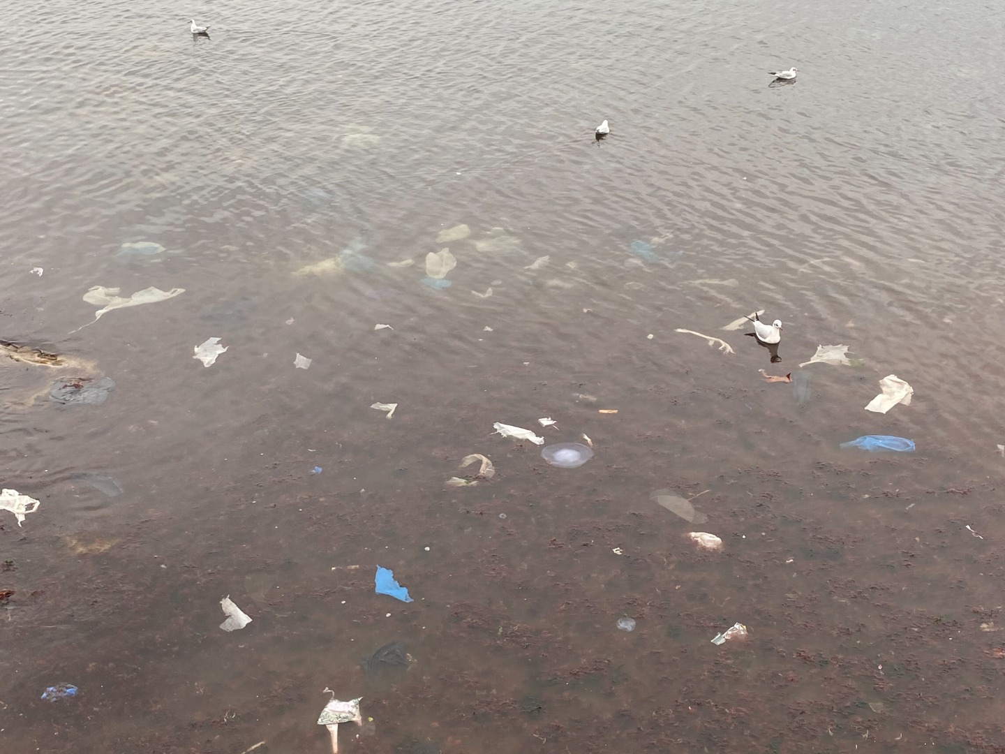 Lodos vurdu deniz kirliliği ortaya çıktı. Sahili plastik atıklar kapladı 3
