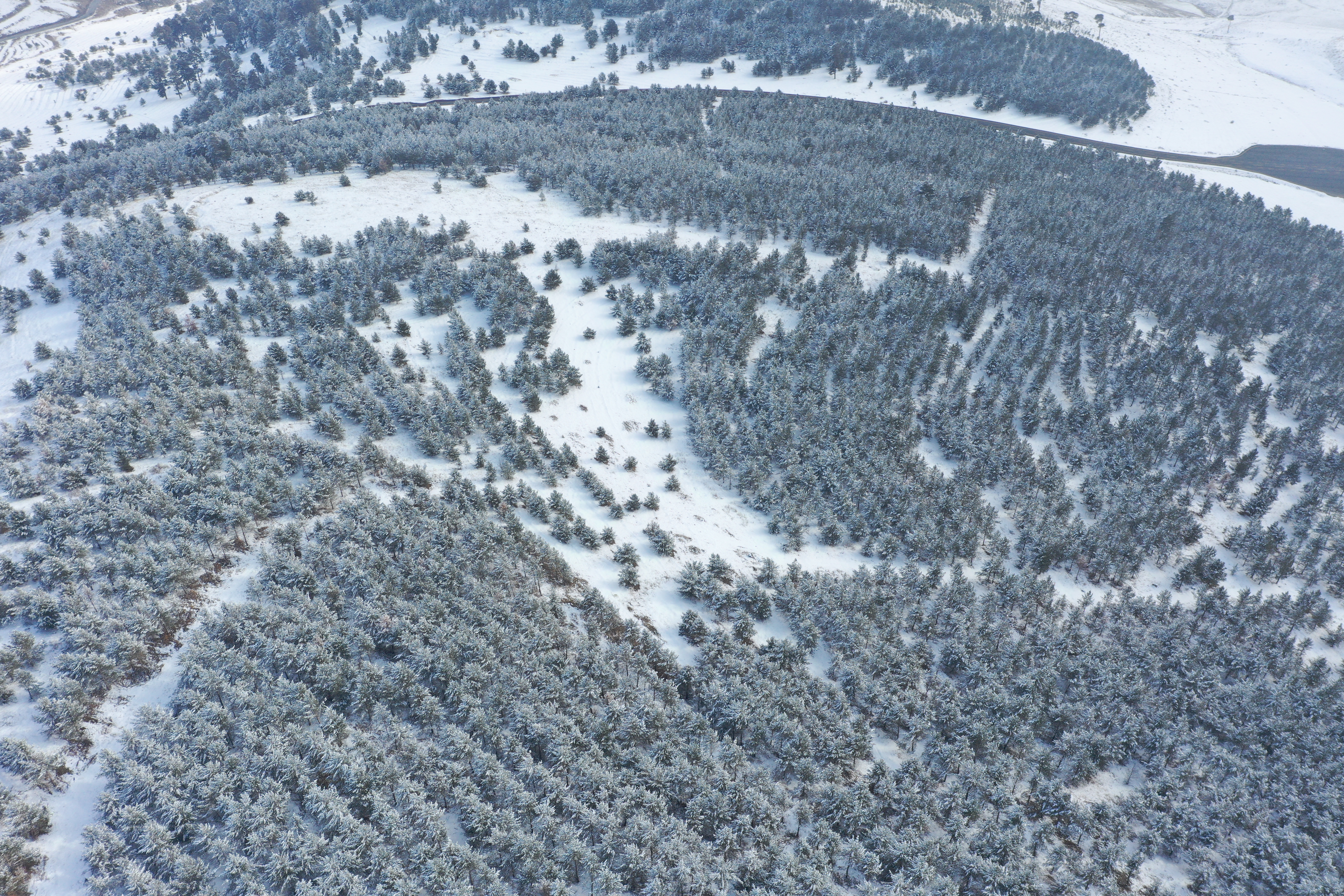 Kars beyaz gelinliğini giydi. Karla kaplanan sarıçam ormanları dronla görüntülendi 11