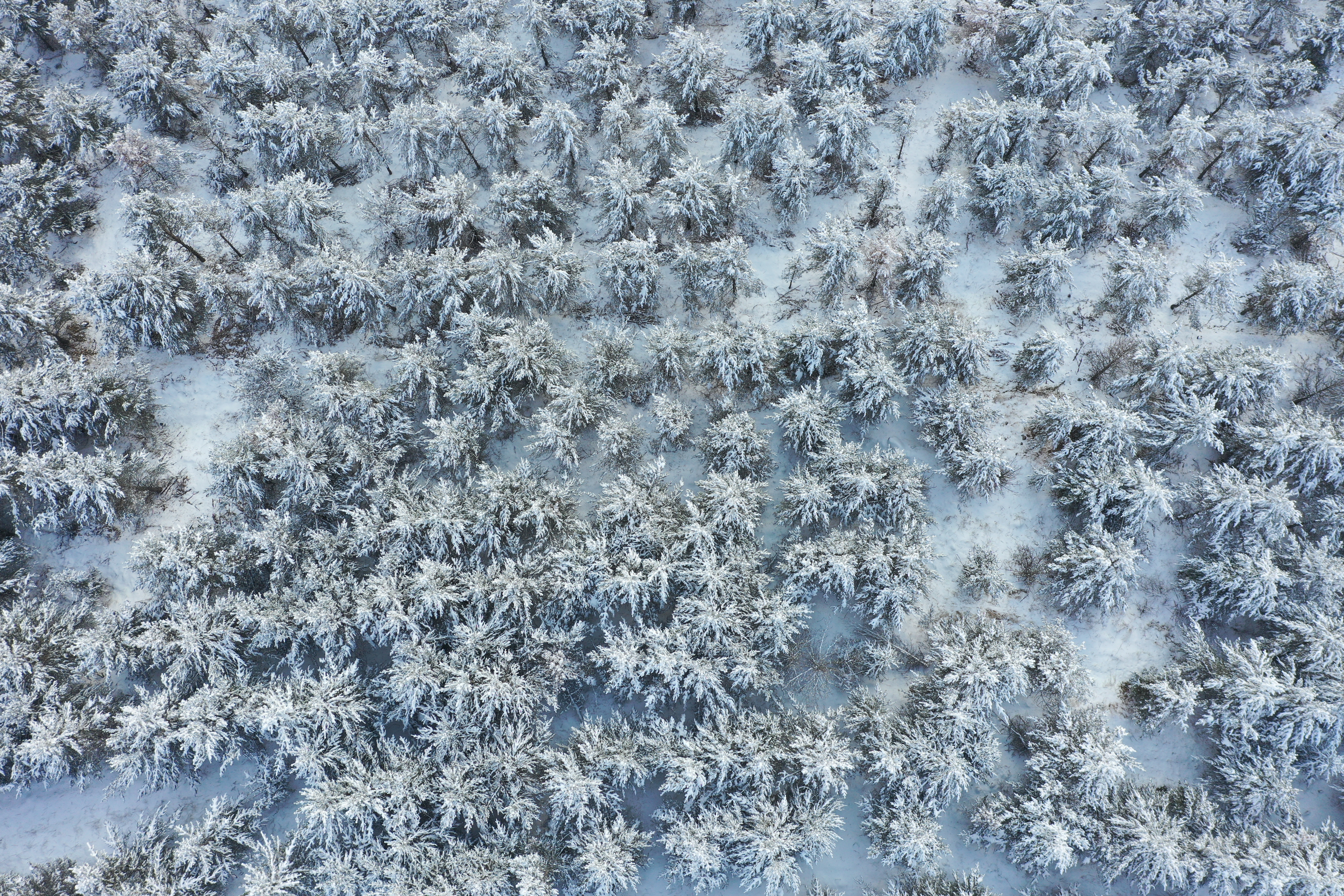 Kars beyaz gelinliğini giydi. Karla kaplanan sarıçam ormanları dronla görüntülendi 13