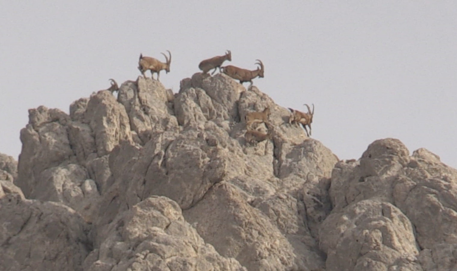 Dağların süsü olan yaban keçisi sürücü dronla görüntülendi 6