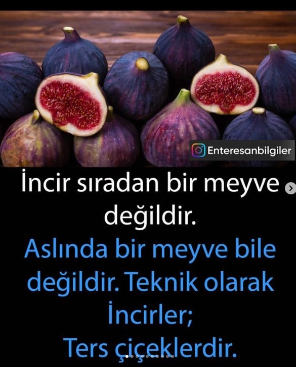 İncir nelere iyi geliyor? İncir diğer meyveler gibi çiçek açmaz. Aslında incir bir meyve bile değildir ters açan çiçeklerdir. İncir hangi hastalıkları iyi ediyor? 2