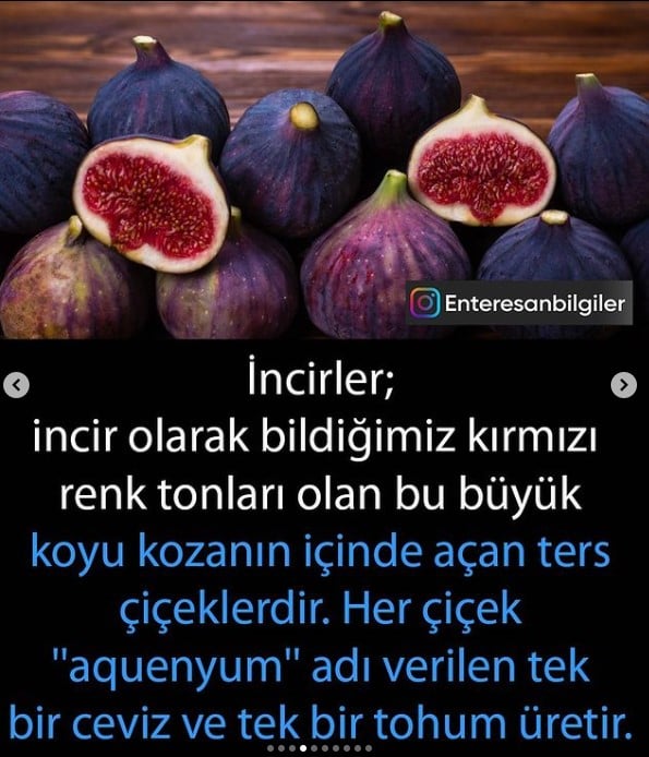 İncir nelere iyi geliyor? İncir diğer meyveler gibi çiçek açmaz. Aslında incir bir meyve bile değildir ters açan çiçeklerdir. İncir hangi hastalıkları iyi ediyor? 5