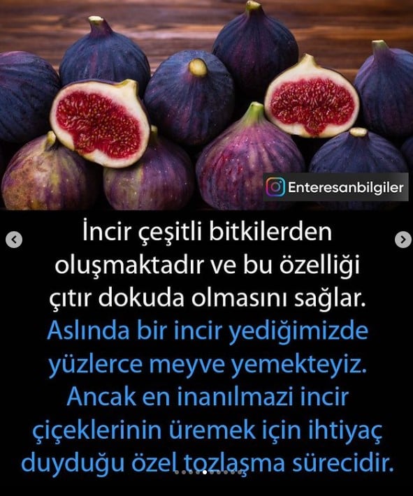 İncir nelere iyi geliyor? İncir diğer meyveler gibi çiçek açmaz. Aslında incir bir meyve bile değildir ters açan çiçeklerdir. İncir hangi hastalıkları iyi ediyor? 6