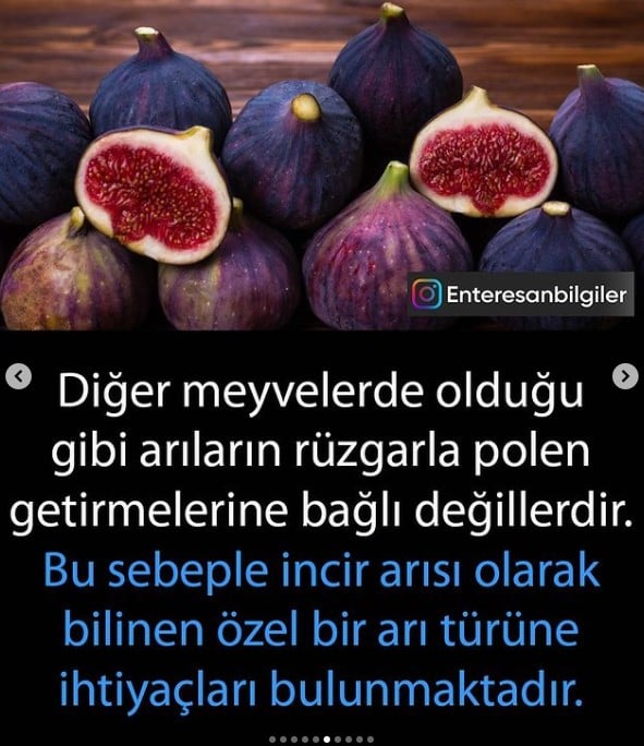 İncir nelere iyi geliyor? İncir diğer meyveler gibi çiçek açmaz. Aslında incir bir meyve bile değildir ters açan çiçeklerdir. İncir hangi hastalıkları iyi ediyor? 7