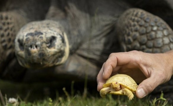 Kaplumbağa yumurtasından çıktı şaşkına çevirdi 12